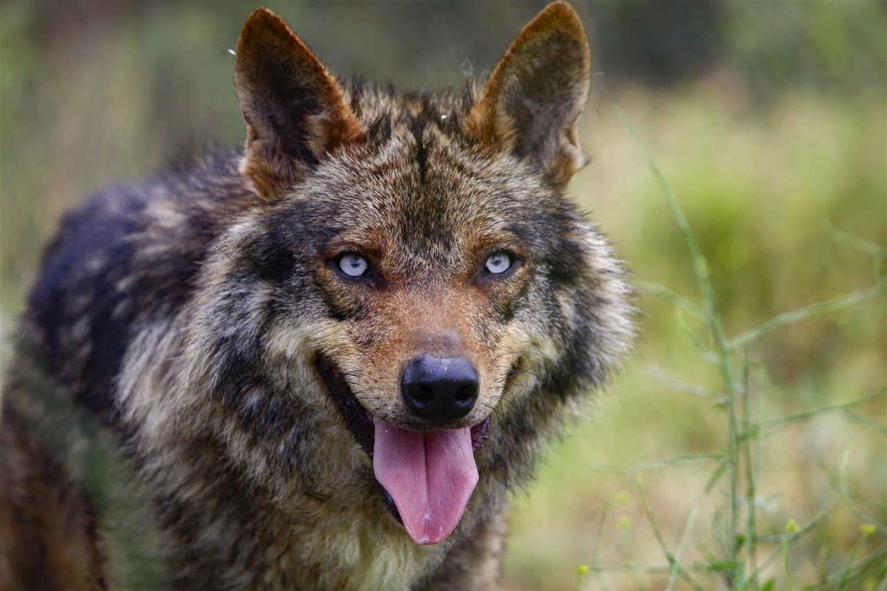 El esperanzador futuro del lobo ibérico