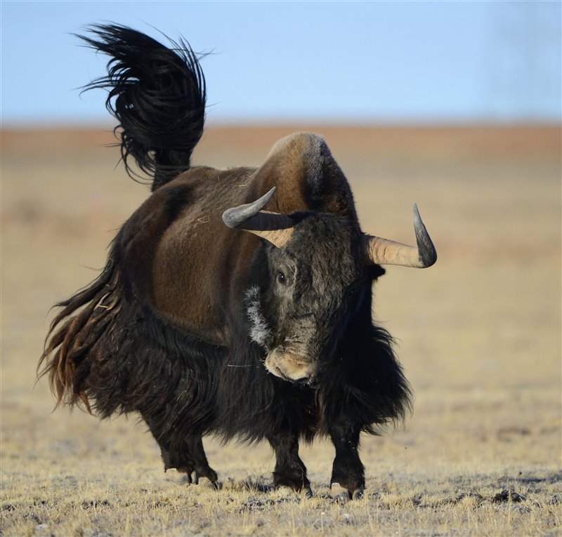 El secreto físico de los yaks para vivir en las alturas