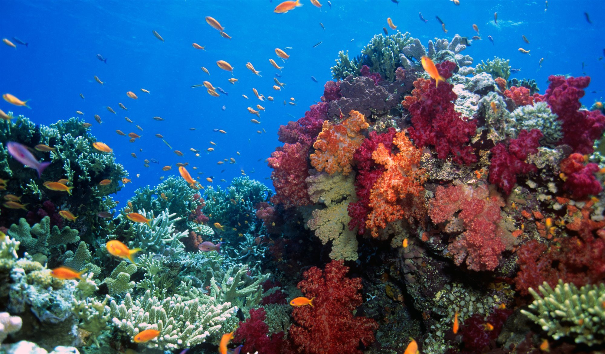 Curiosidades Sobre Los Arrecifes De Coral