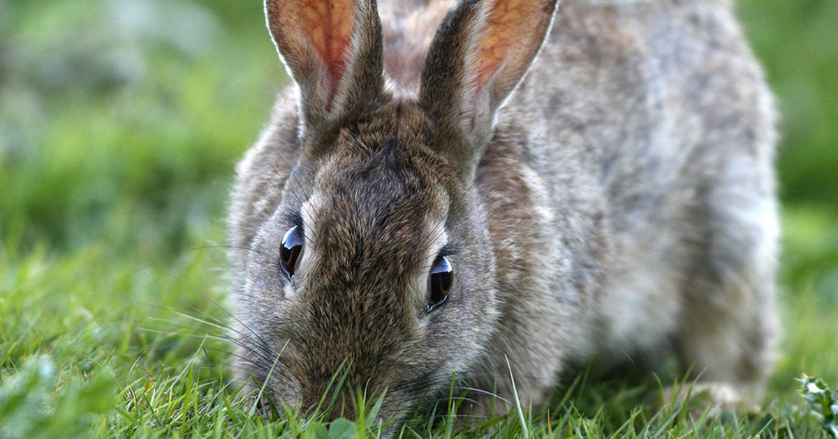 Los datos más curiosos sobre los conejos