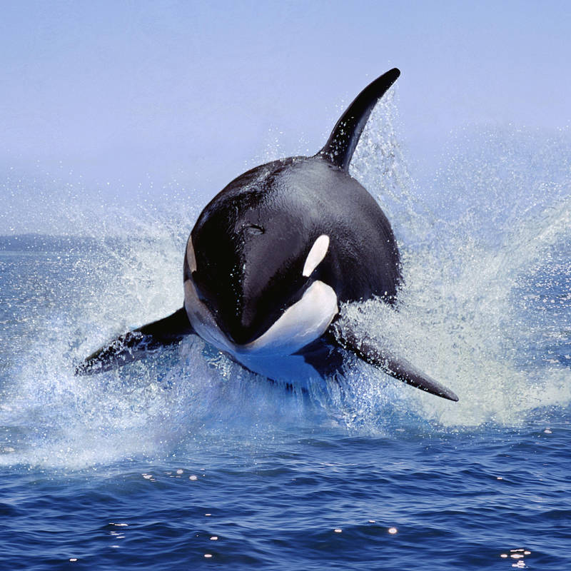 Las Orcas Son Muy Inteligentes Se Comunican Y Cooperan Entre Ellas