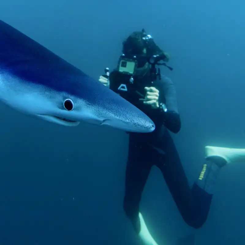 Megalodón así era el monstruo marino más letal del océano