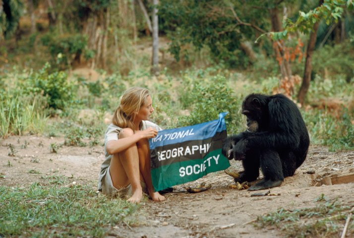 Jugando con chimpancés