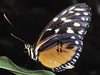 El regreso de las mariposas monarca en México