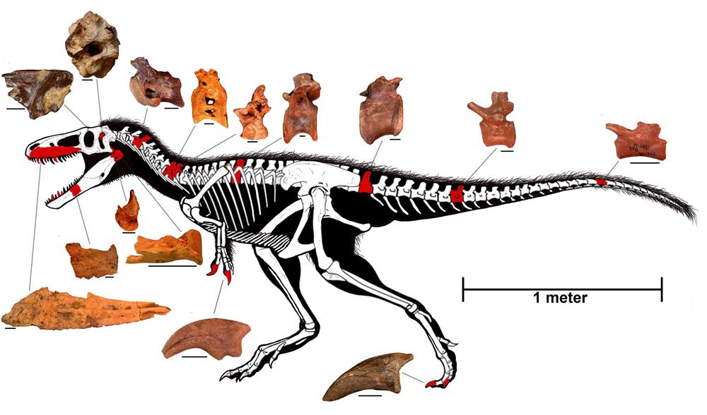 tiranosaurio rex evolucion antes y despues