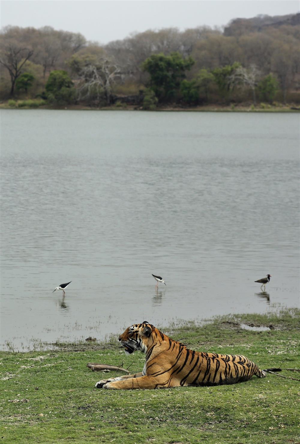 Un tigre de Bengala real