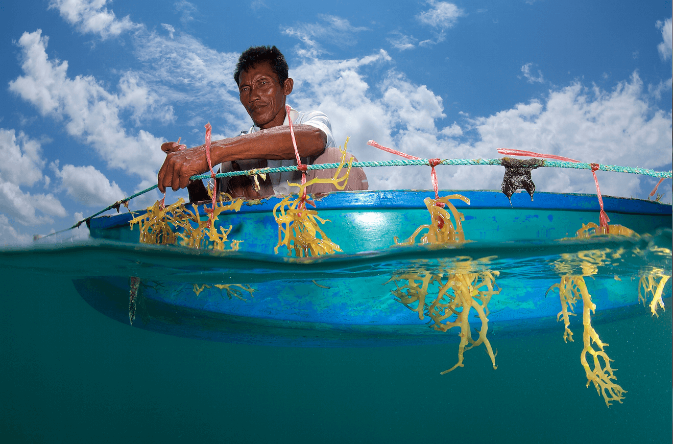 seaweed-farming-isla-bum-bum-semporna-borneo-2015_ecbcab4a.png