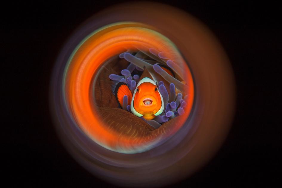 clownfish-swirl_e6c763e4.jpg