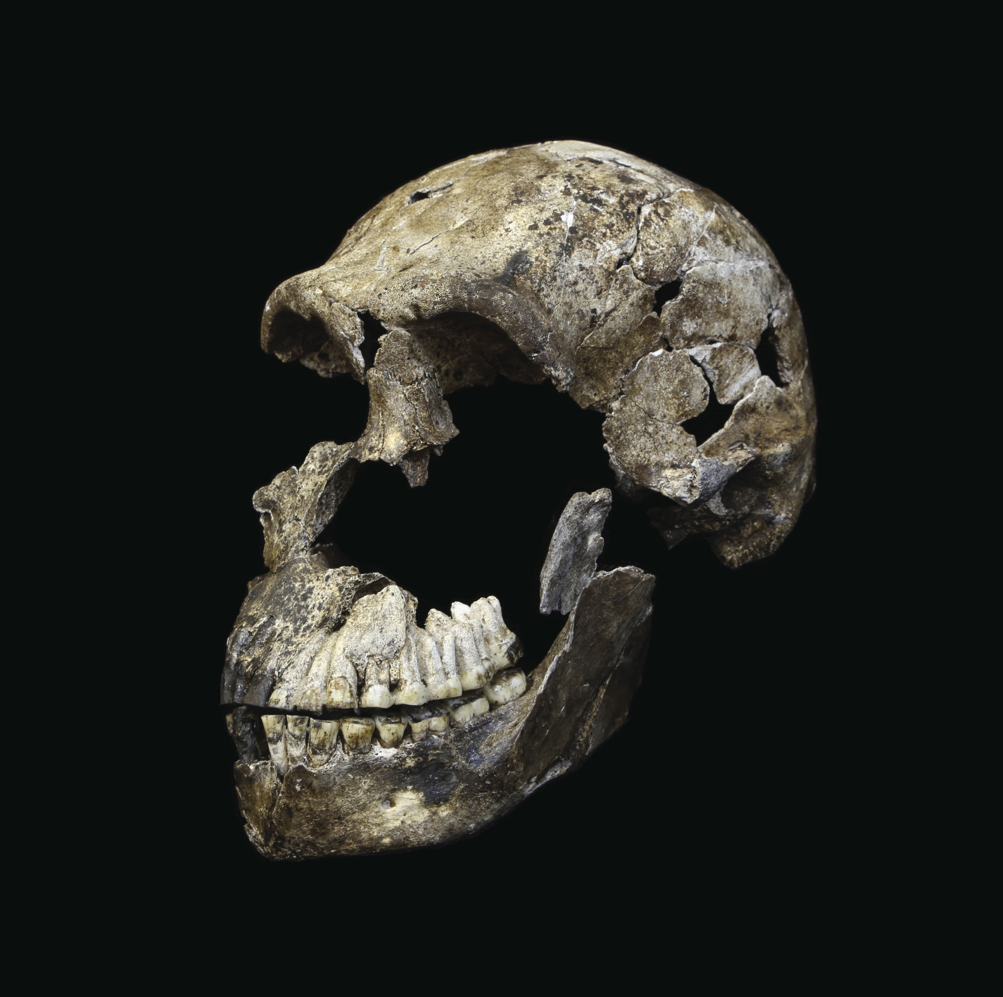 Nuevos y sorprendentes hallazgos relacionados con el 'Homo naledi'