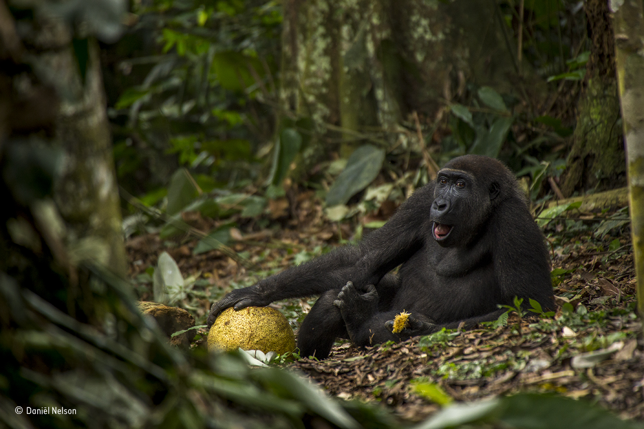 Revelados los ganadores del Wildlife Photographer of the Year 2017