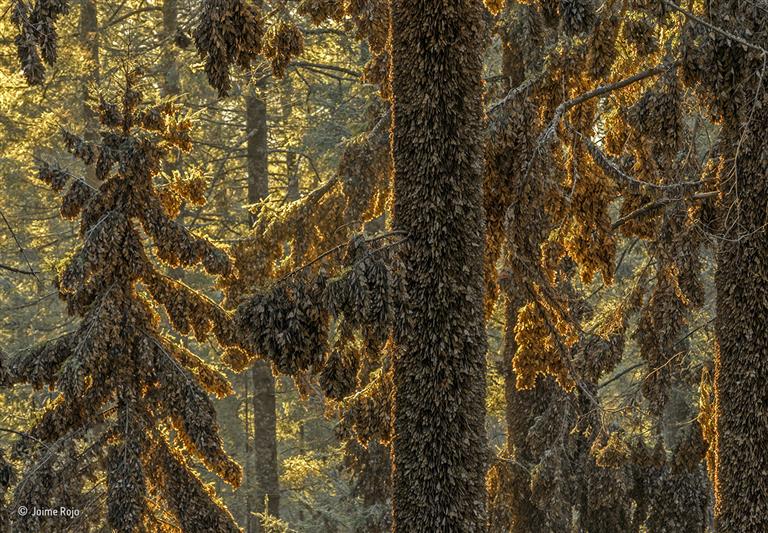 Revelados los ganadores del Wildlife Photographer of the Year 2017