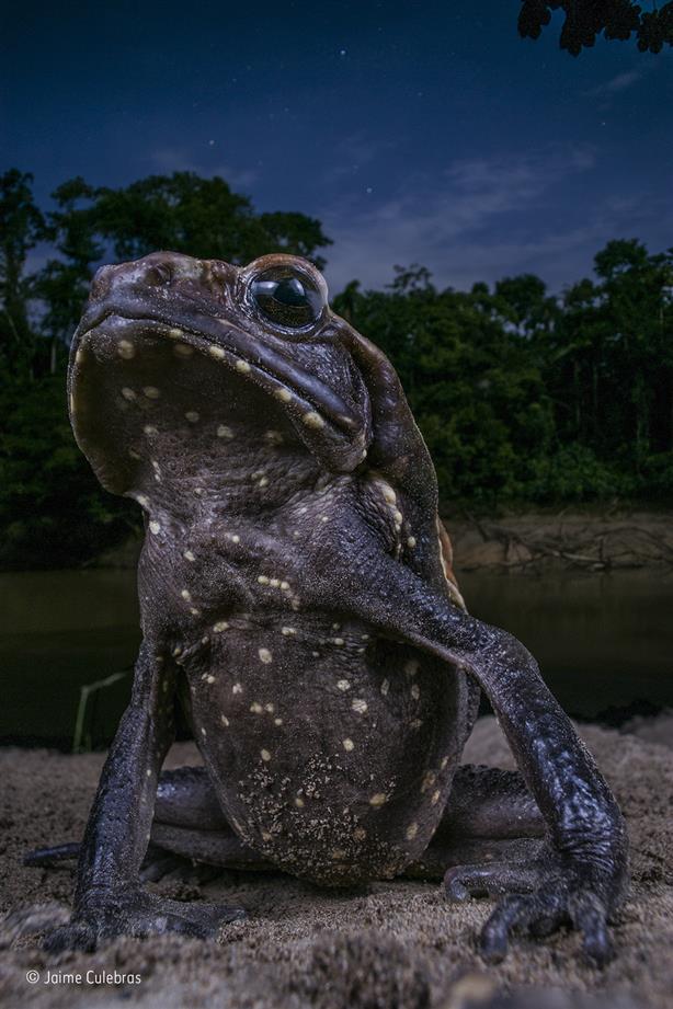 Revelados los ganadores del Wildlife Photographer of the Year 2017