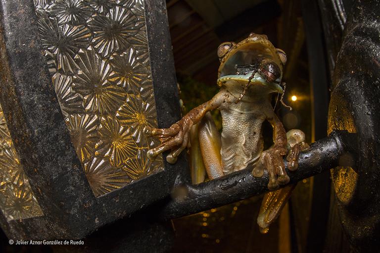 Revelados los ganadores del Wildlife Photographer of the Year 2017