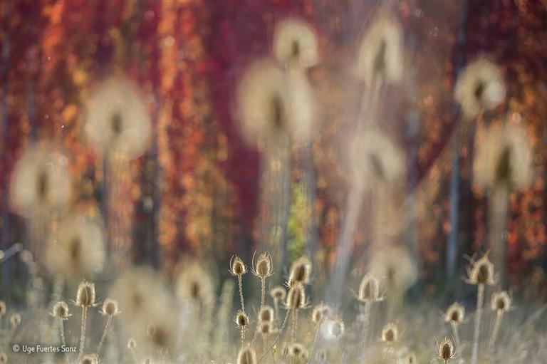 Revelados los ganadores del Wildlife Photographer of the Year 2017