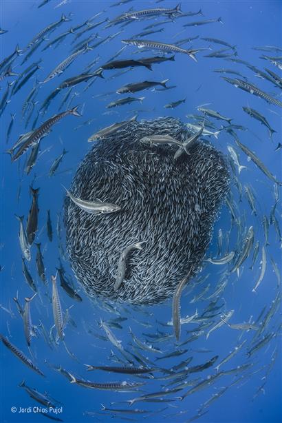 Revelados los ganadores del Wildlife Photographer of the Year 2017