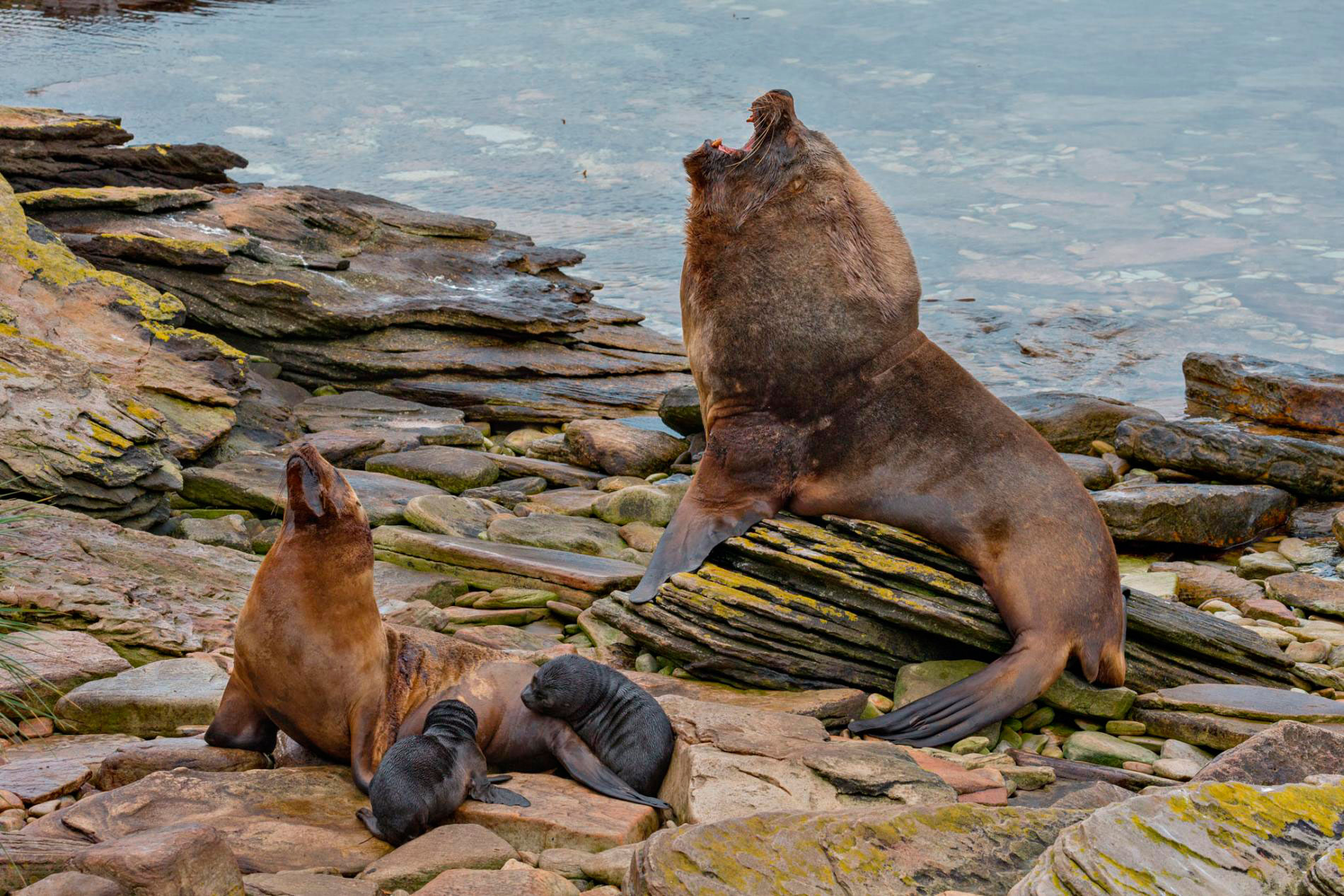 Islas Malvinas Un Paraíso En El Atlántico Sur 4731