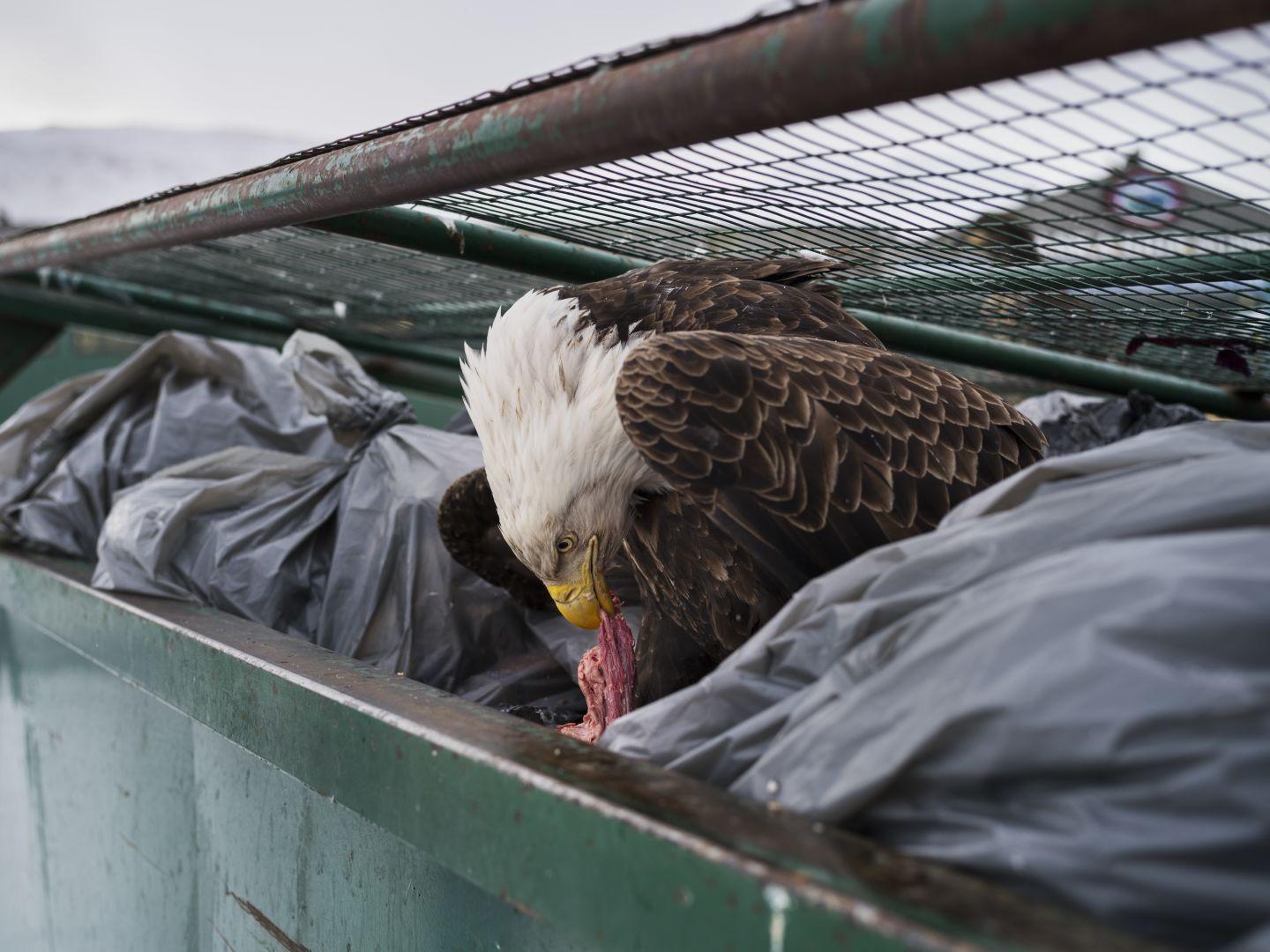 dumpster-diver_6d4751e0.jpg