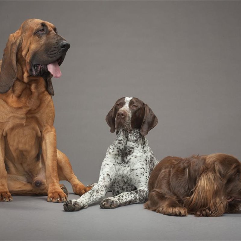 18-bloodhound-pointer-spaniel