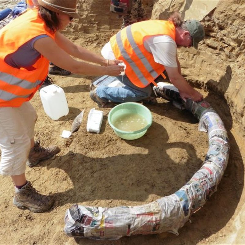 Hallados en Austria los restos de un mamut de un millón de años de antigüedad