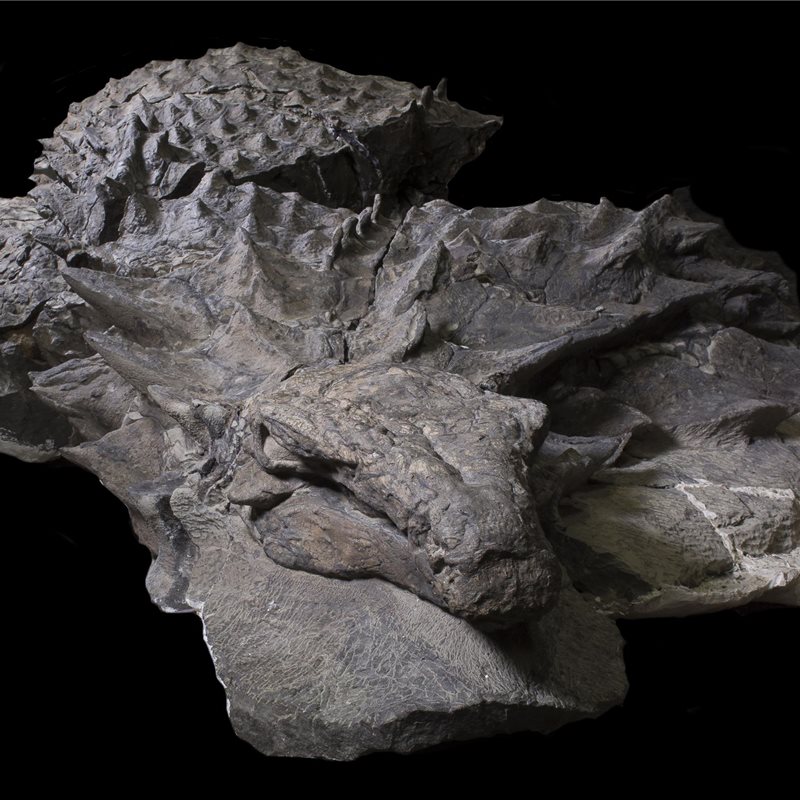 La increíble conservación de un dinosaurio acorazado de hace 112 millones de años