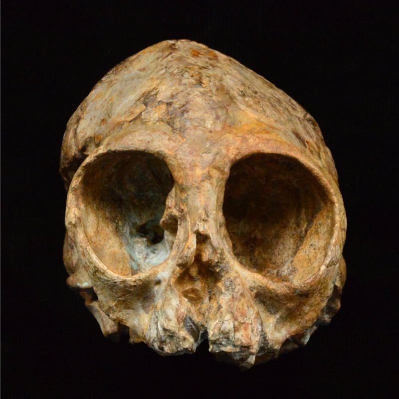 Un cráneo de hace 13 millones de años confirma el origen africano de los simios y de los humanos