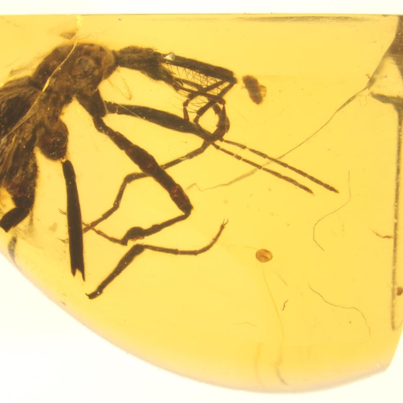 Así eran los coleópteros (y sus presas) hace 100 millones de años