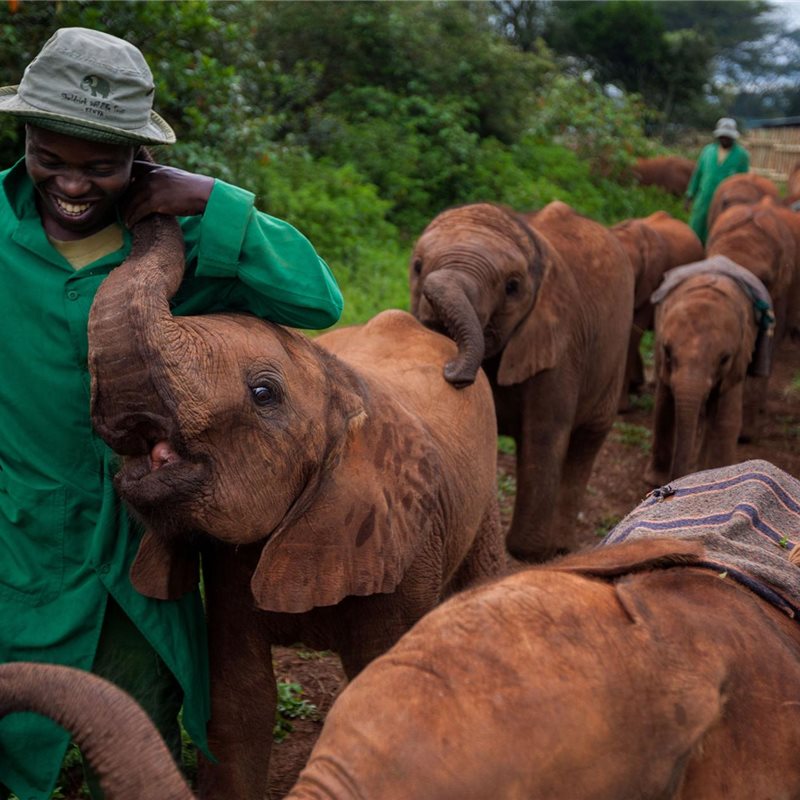 Los secretos para fotografiar elefantes