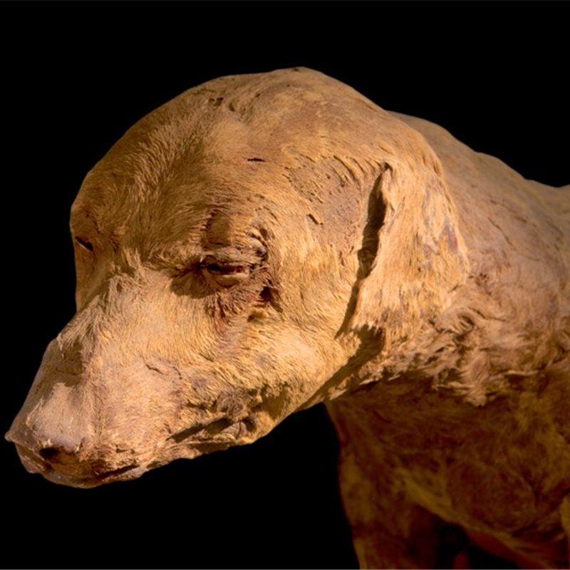 ¿Por qué en el antiguo Egipto momificaban a sus animales?