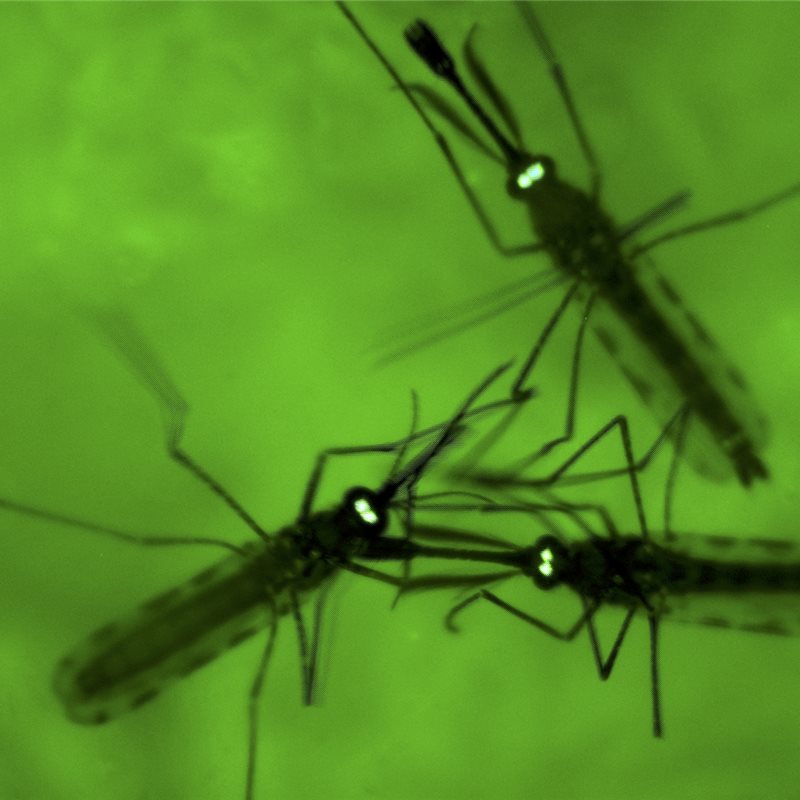 Un test de orina para detectar la malaria