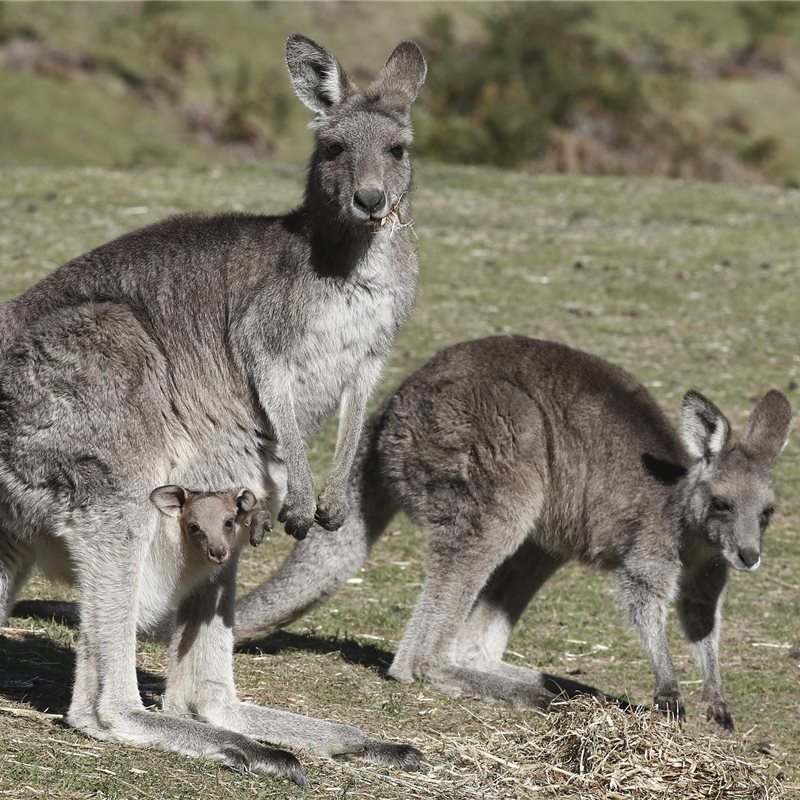La fauna de Australia en los zoos de Sídney