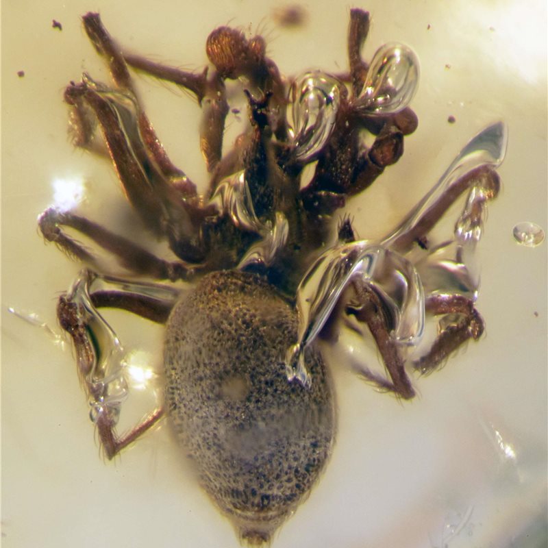 Examinan 2 arañas del Cretácico momificadas en ámbar
