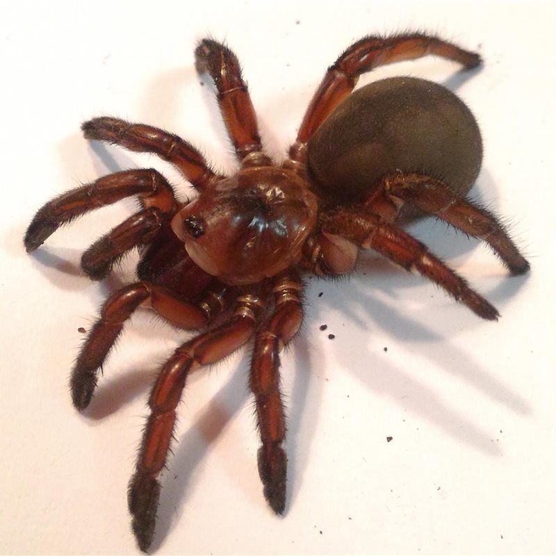 Un estudiante australiano descubre más de 10 nuevas especies de arañas trampilla