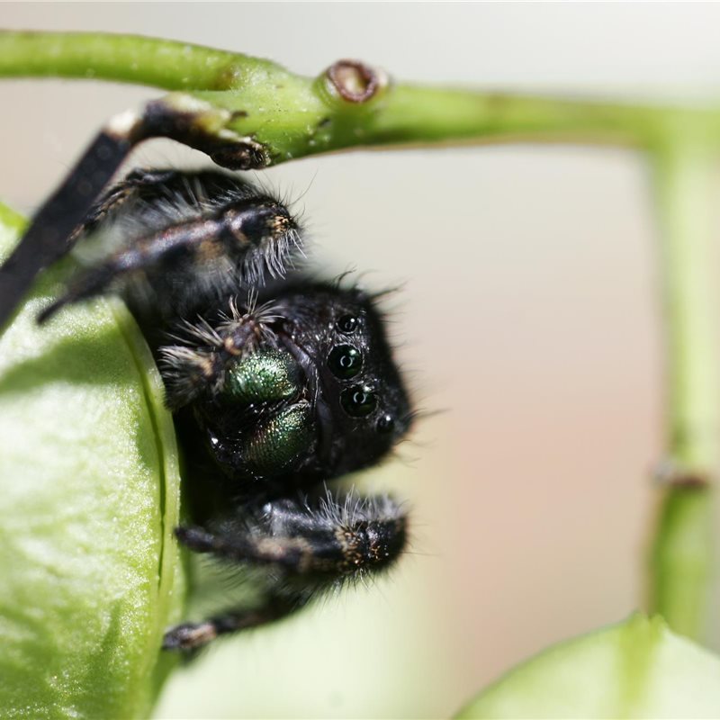 Las arañas saltadoras pueden oír sonidos distantes