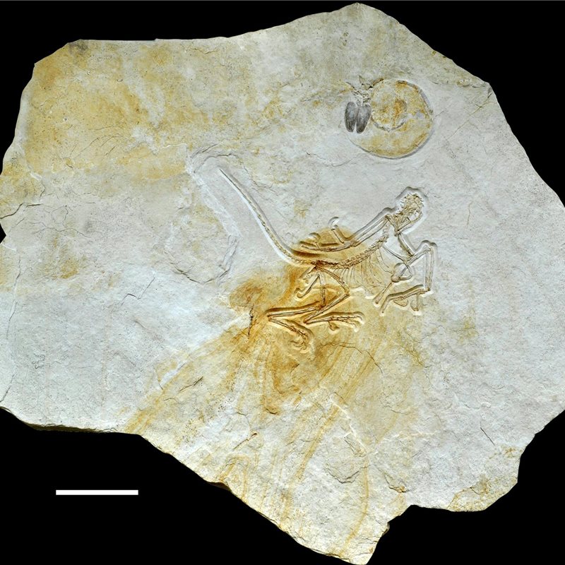 Hallado en Alemania el fósil más antiguo de 'Archaeopteryx', un género de aves primitivas