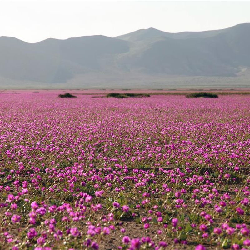 El desierto de Atacama, alfombrado de flores tras un récord de lluvia