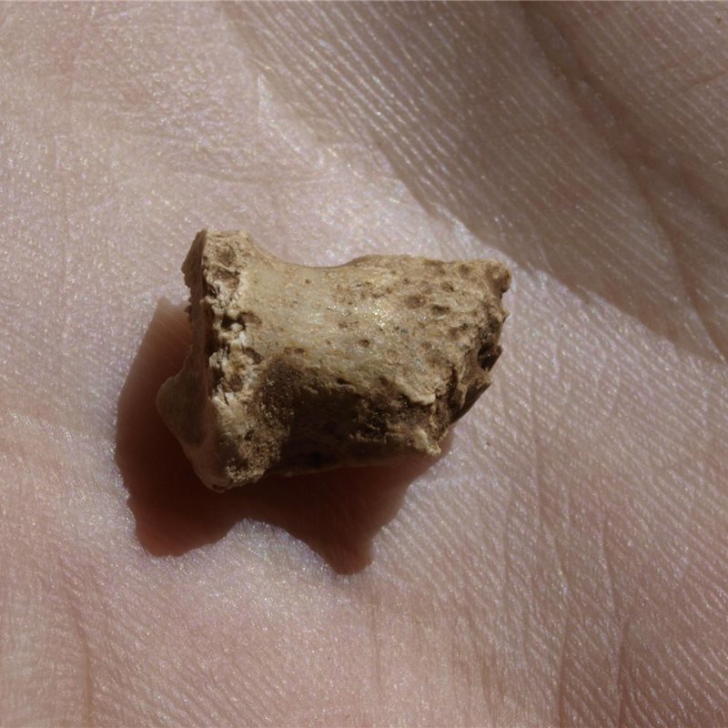 Últimos hallazgos en la sierra de Atapuerca: un fósil de neandertal y otros restos