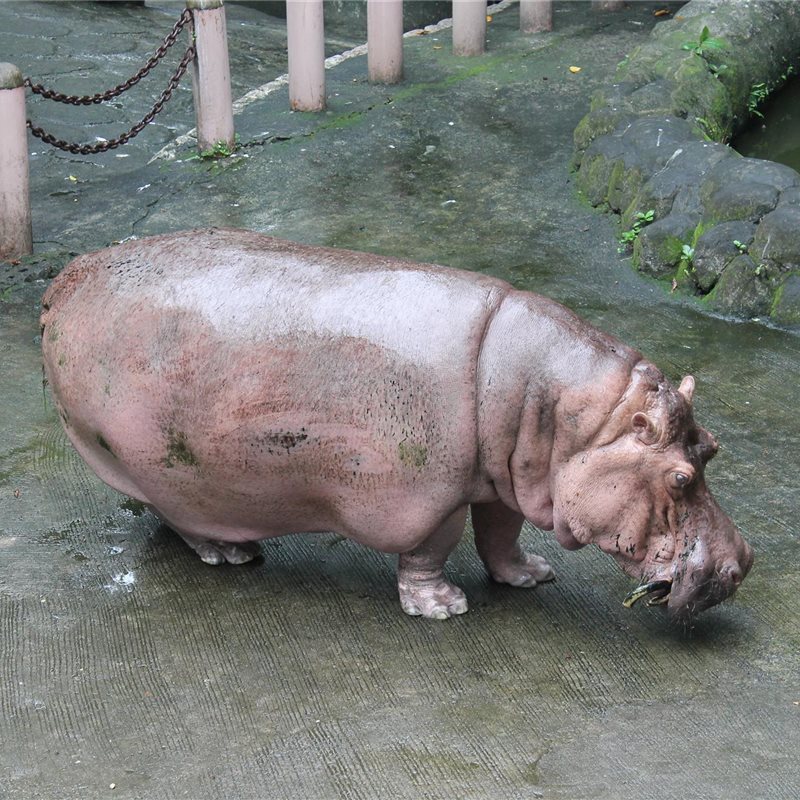 Muere a los 65 años de edad el hipopótamo más viejo del mundo en cautiverio