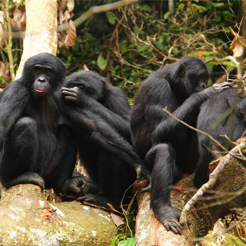 La guerra podría explicar las diferencias de comportamiento entre chimpancés y bonobos