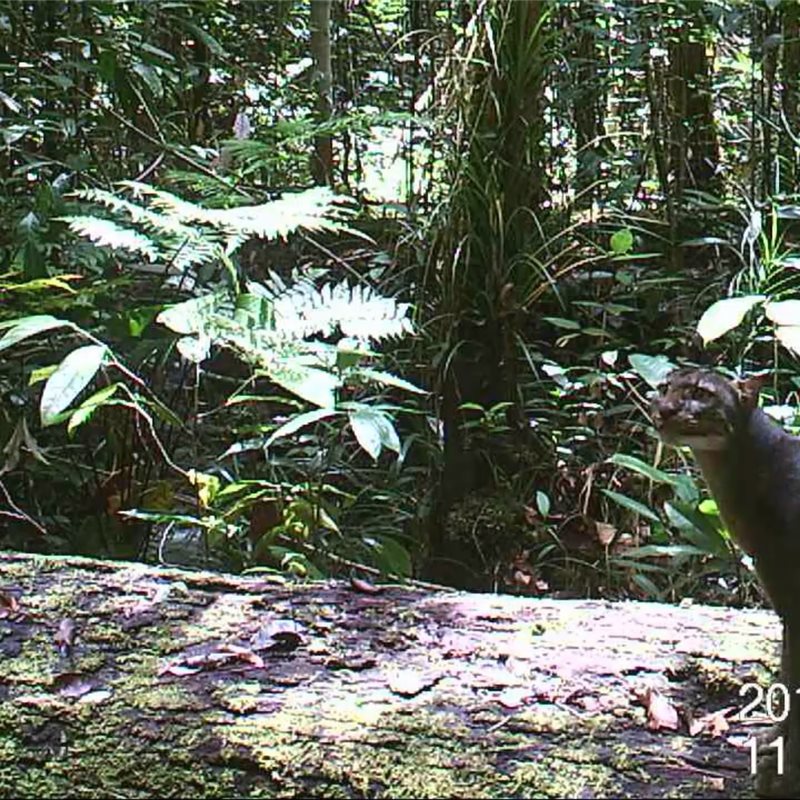 Detectada una nueva población de gatos salvajes en la isla de Borneo