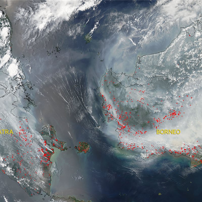 Arde Indonesia: orangutanes en peligro