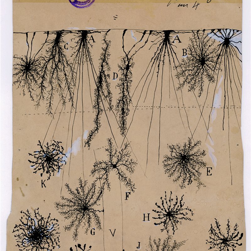 Una muestra con dibujos de Santiago Ramón y Cajal recorre Estados Unidos y Canadá
