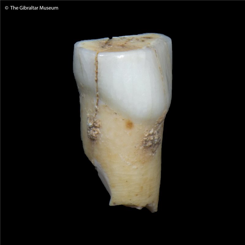 Descubierto un diente de leche de un neandertal en la cueva Vanguard de Gibraltar