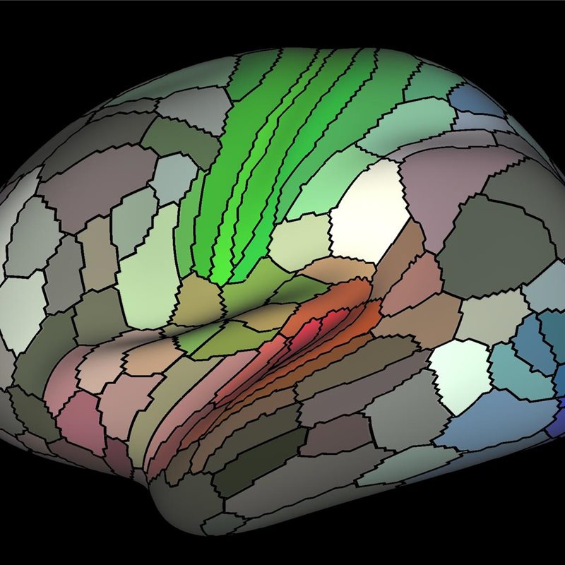 Proponen un nuevo mapa cerebral: 180 áreas en cada hemisferio