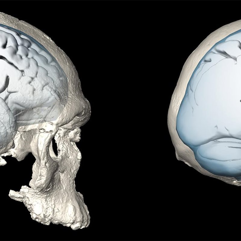 La organización del cerebro humano moderno evolucionó hace menos de 100.000 años