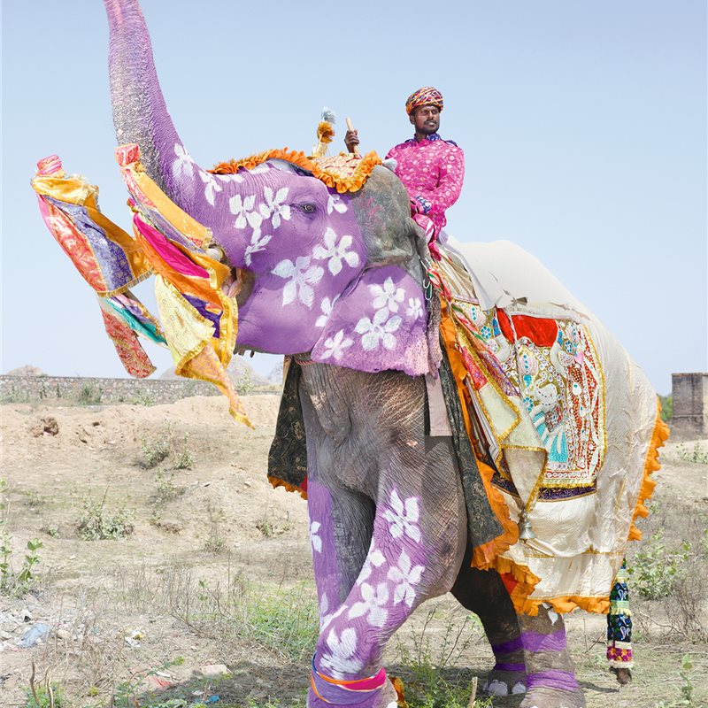 El desfile de los elefantes pintados de India