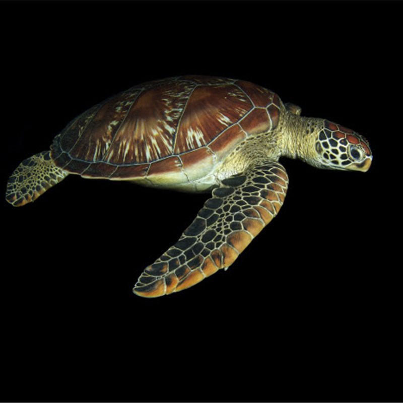 ¿Por qué el 99% de estas tortugas marinas se están convirtiendo en hembras?
