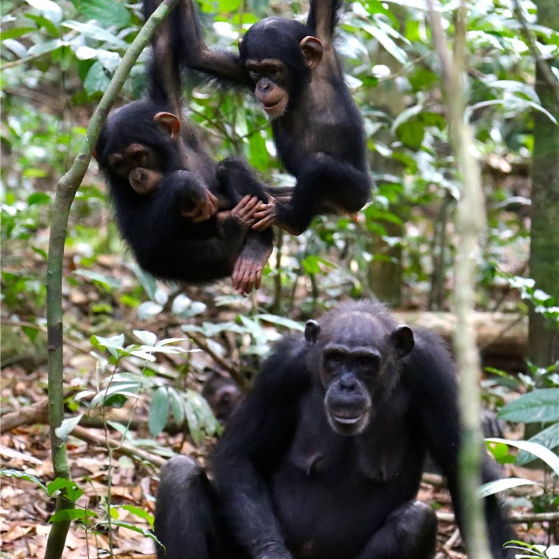 El ántrax podría causar la extinción de las poblaciones locales de chimpancés