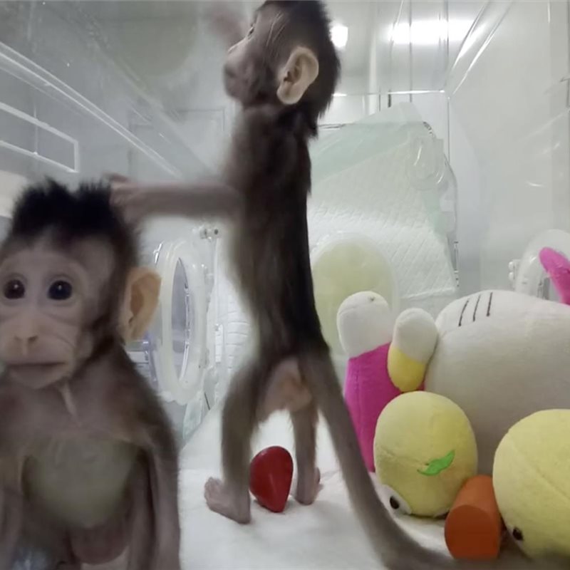 Los primeros monos clonados con la misma técnica que la oveja Dolly
