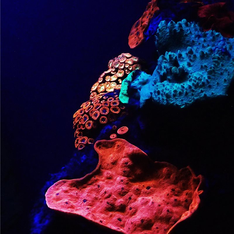 Los corales de aguas profundas brillan en la oscuridad para sobrevivir