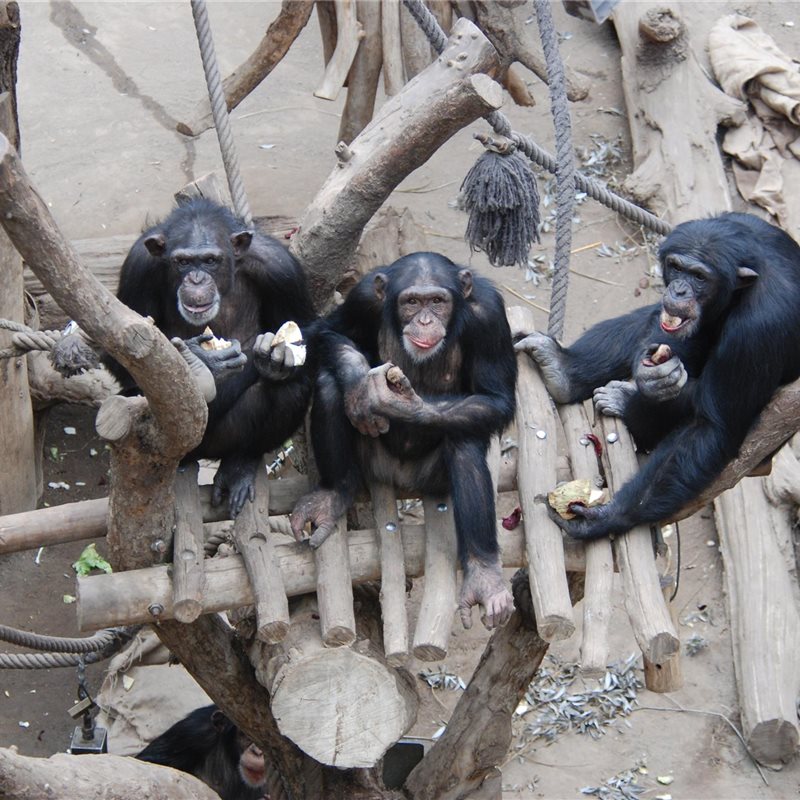 Los chimpancés muestran un sentido de justicia ancestral